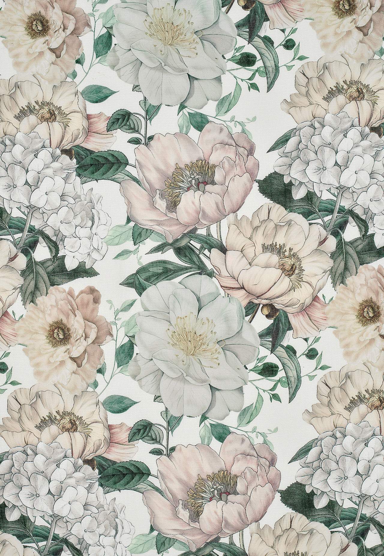 Storblomstret multibåndskappe